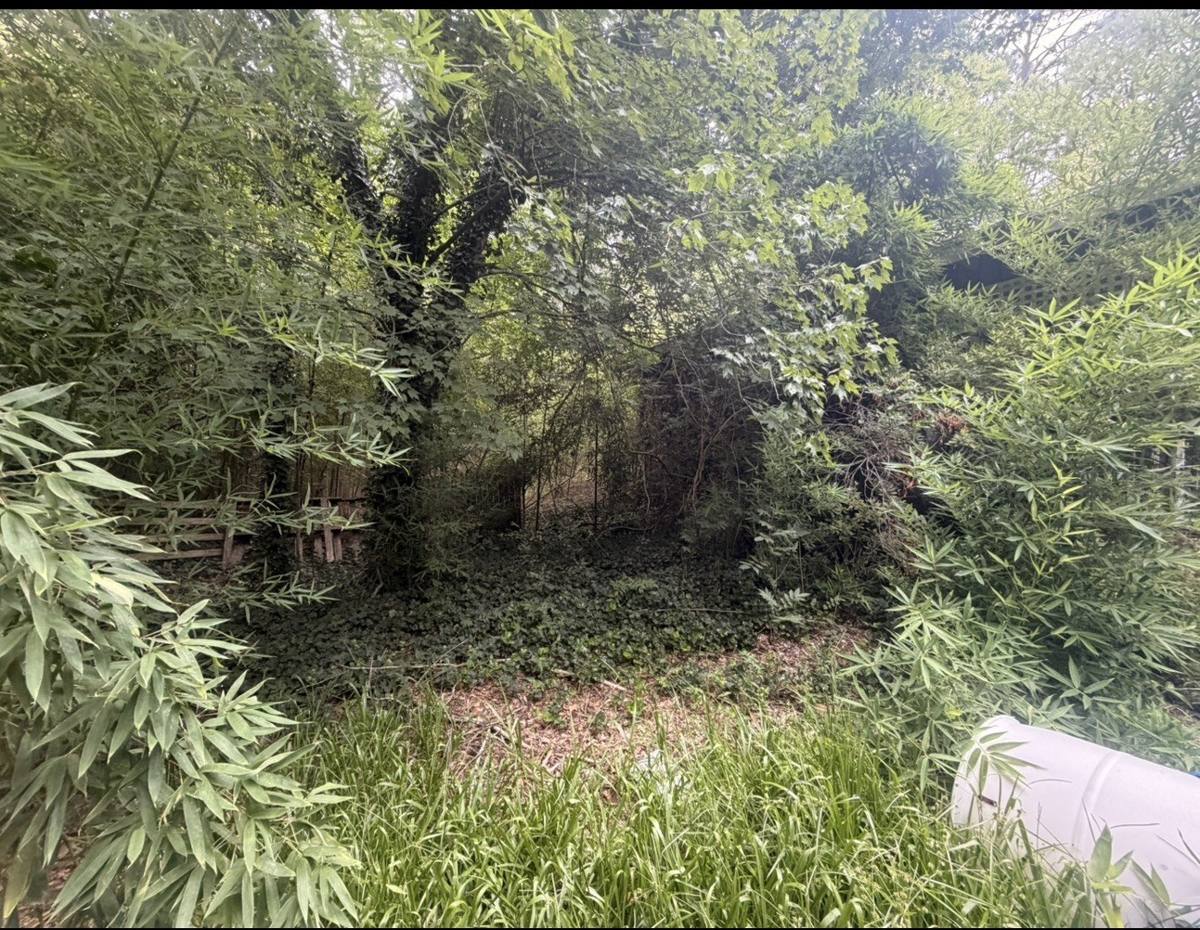 Backyard overgrown with bamboo, vines and brush before clearing
