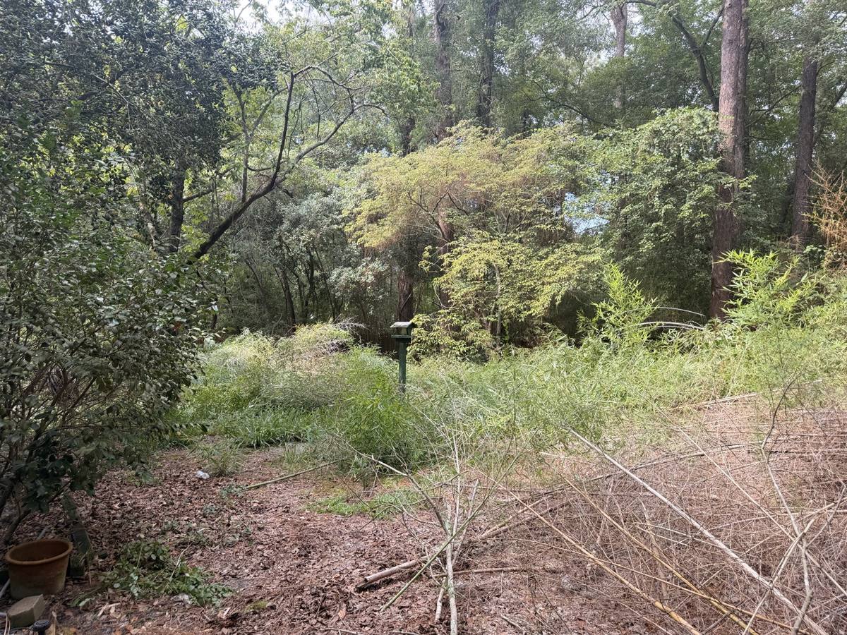 Backyard choked with brush and undergrowth before clearing